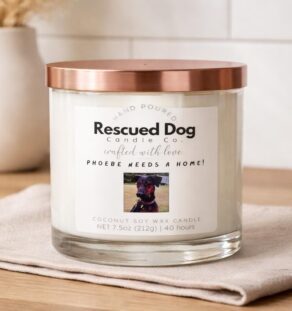 Smells like … Phoebe Needs a Home!