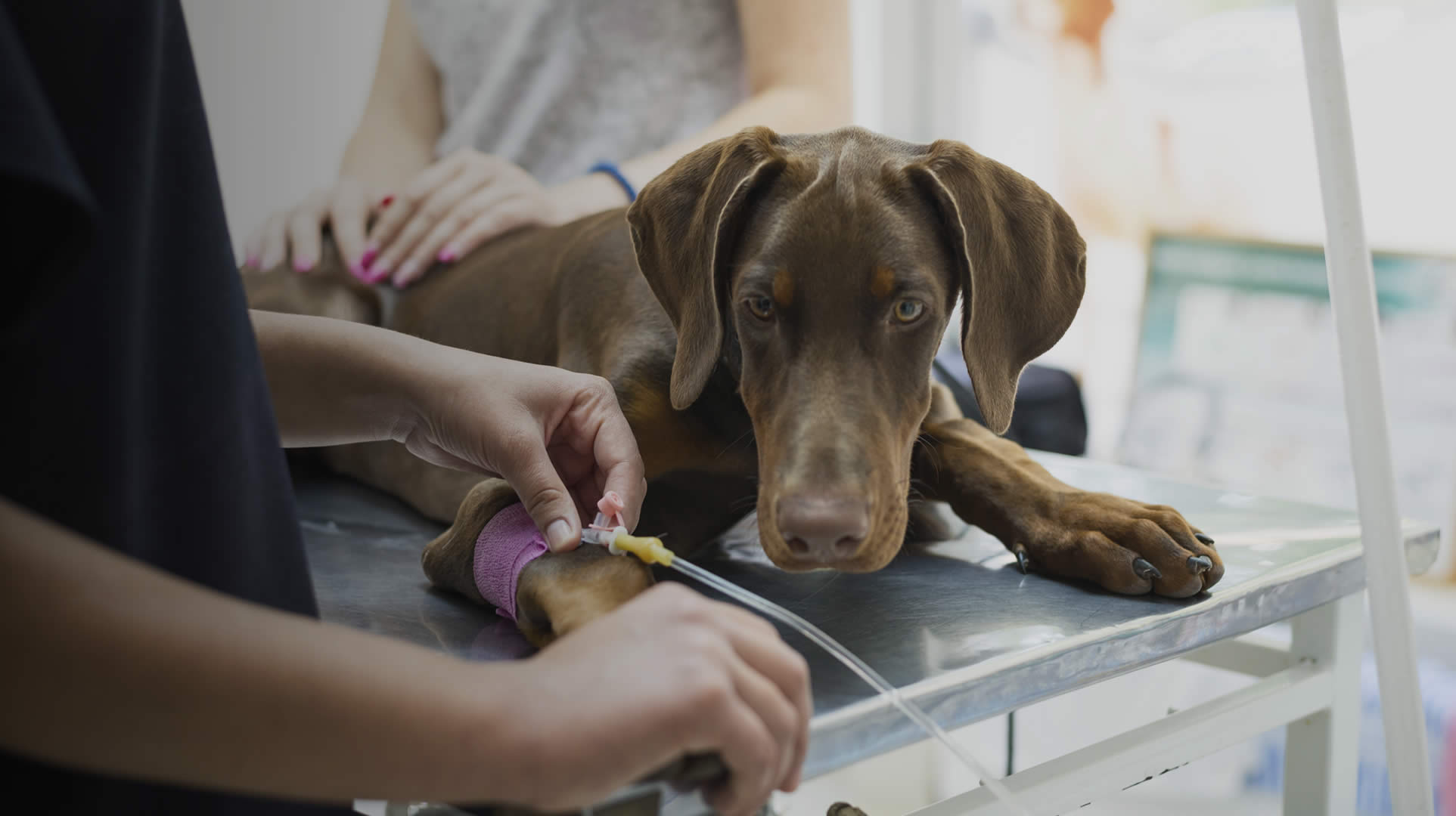 Rescued Dog - Changing the future of dogs in need, one pint at a time